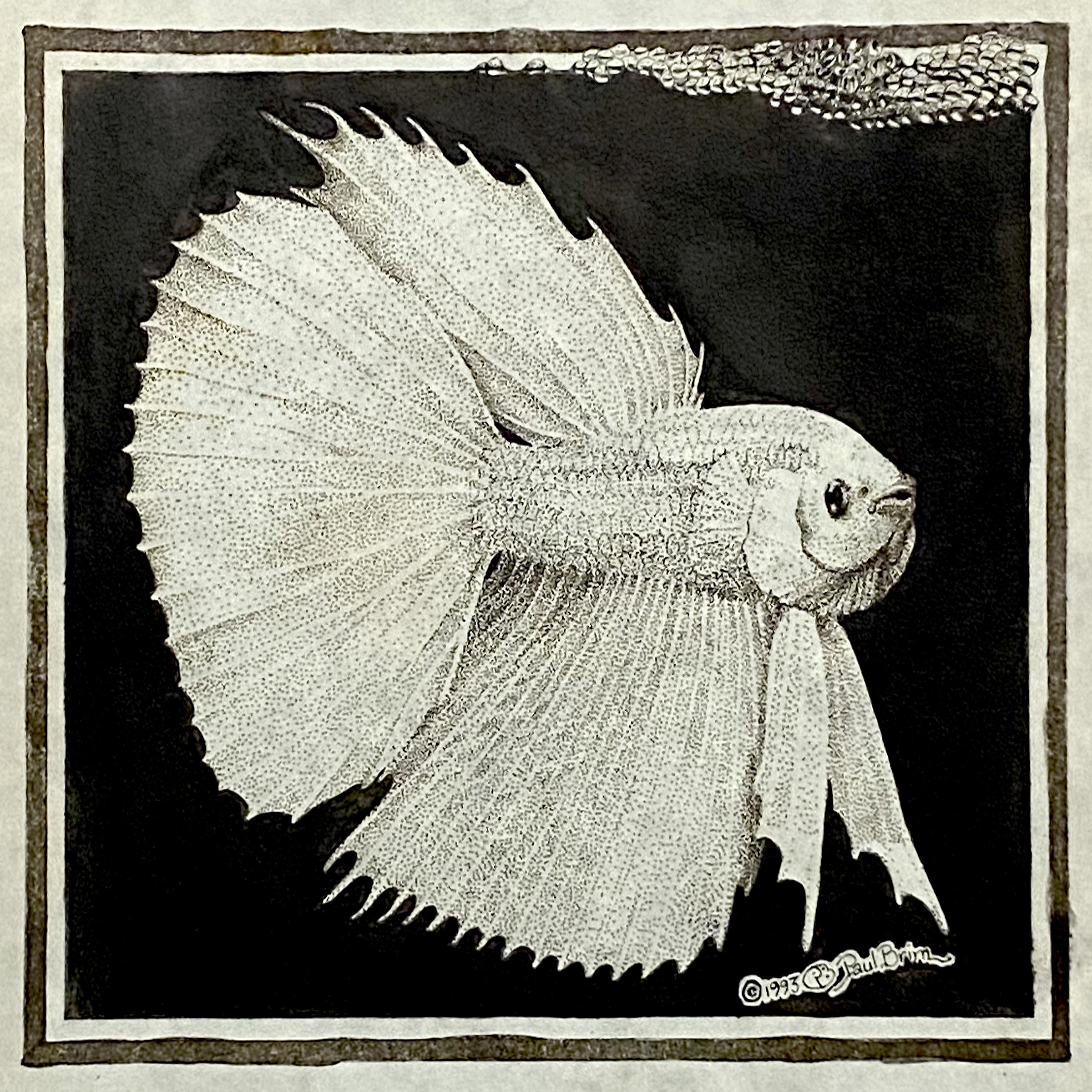 Nesting White Betta Male - Pen and Ink